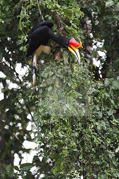 Adult Rhinoceros Hornbill (Buceros rhinoceros) perched in a tree along the Kinabatangan river, Sabah, Bornean Malaysia. Looking for fruits to eat. stock-image by Agami/James Eaton,