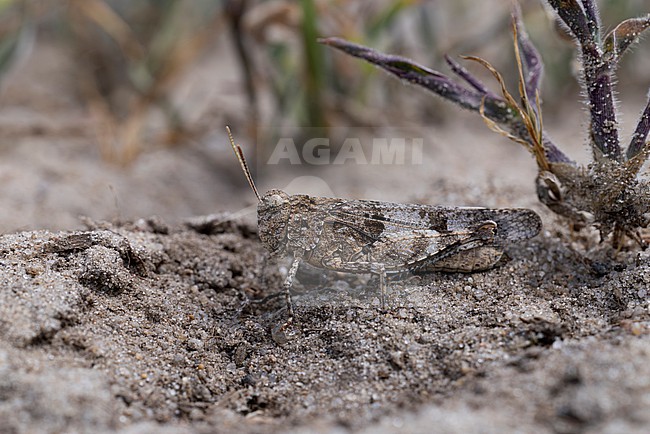 blue-winged grasshopper (oedipoda caerulescens) photographed in lateral view, found in Brandenburg in Eastern Germany stock-image by Agami/Mathias Putze,