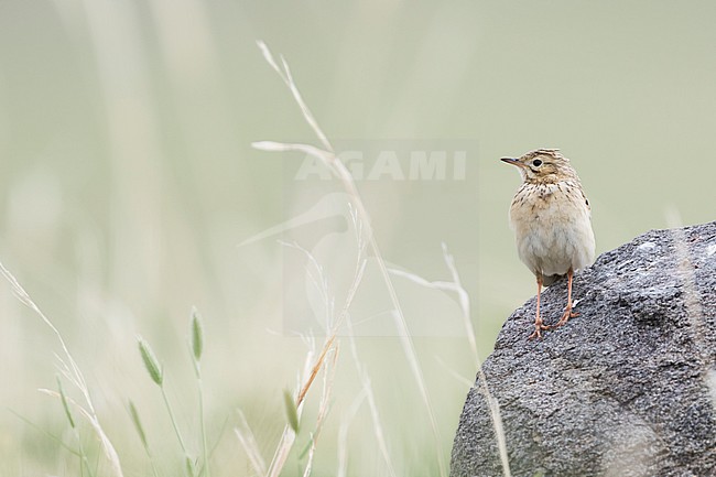 Blyth's Pipit - Steppenpieper - Anthus godlewski, Russia, adult stock-image by Agami/Ralph Martin,