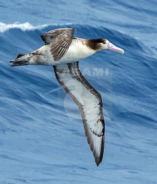 Immature Short-tailed Albatross (Phoebastria albatrus) at sea off Torishima island, Japan. Also known as Steller's albatross. stock-image by Agami/Marc Guyt,