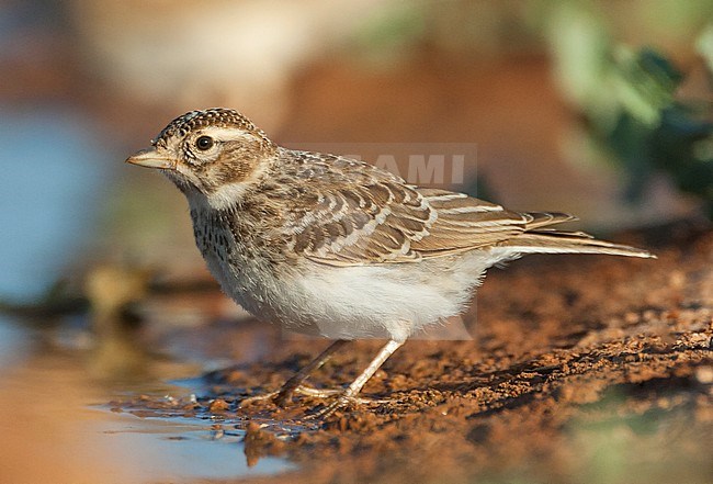 Immature Lesser Short-toed Lark (Calandrella rufescens apetzii) at drinking pool in Spanish steppes near Belchite. stock-image by Agami/Marc Guyt,