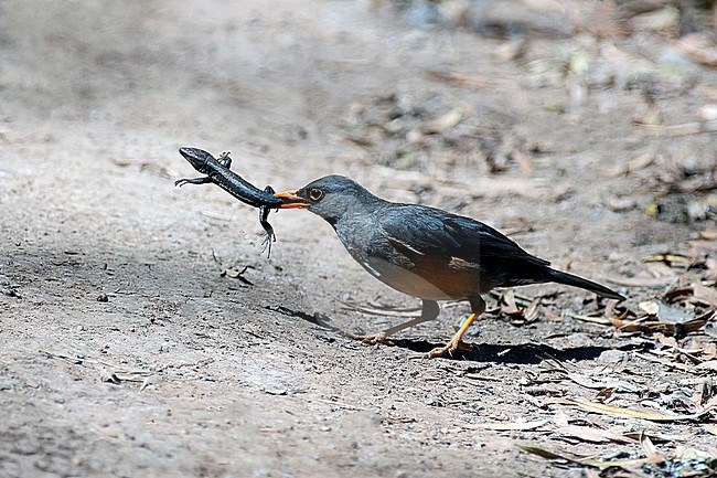 Olive Thrush (Turdus olivaceus) with a reptile for lunch in Kenya. stock-image by Agami/Martijn Verdoes,