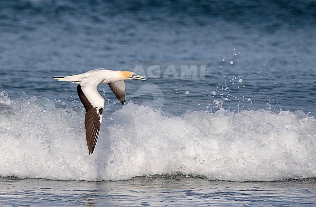 Australasian Gannet (Morus serrator), also known as Australian gannet, in New Zealand. Flying low over the surf at Waipu Cove. stock-image by Agami/Marc Guyt,