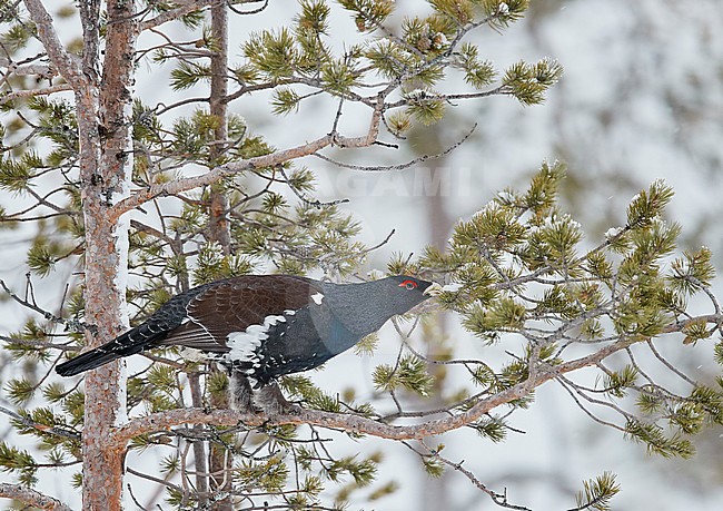 Capercaillie male (Tetrao Urogallus) Salla Finland February 2018 stock-image by Agami/Markus Varesvuo,