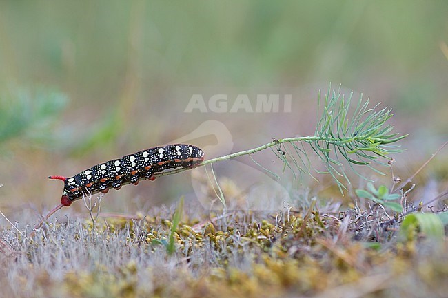 Hyles euphorbiae - Spurge Hawk-Moth - Wolfsmilchschwärmer, Germany (Baden-Württemberg), old larva stock-image by Agami/Ralph Martin,