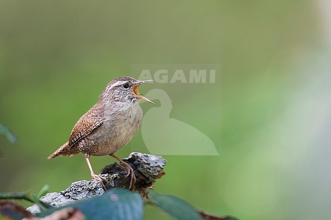 Northern Wren - Zaunkönig - Troglodytes troglodytes ssp. troglodytes, Germany, adult stock-image by Agami/Ralph Martin,