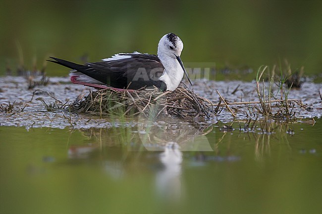 Steltkluut op nest; Black-winged Stilt on nest stock-image by Agami/Daniele Occhiato,