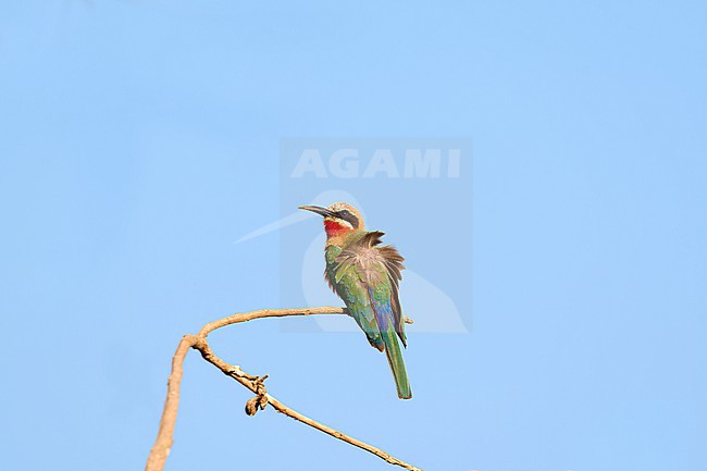 Sunbathing White-fronted Bee-eater (Merops bullockoides) perched on a branch against a blue sky as a background, Zimbabwe stock-image by Agami/Tomas Grim,