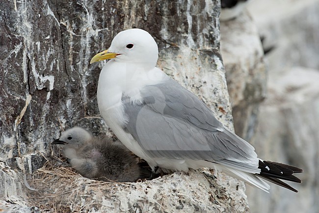 Drieteenmeeuwmet kuiken op hets nest; Black-legged Kitiwake with chick on the nest stock-image by Agami/Han Bouwmeester,