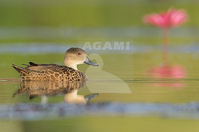 Gray Teal (Anas gracilis) at a pond in Papua New Guinea stock-image by Agami/Dubi Shapiro,
