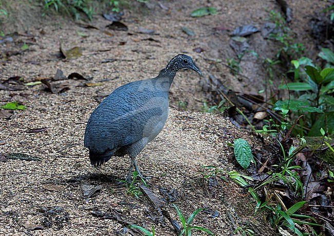 Grey Tinamou, Tinamus tao kleei, adult female walking on the ground in Ecuadorian fainforest stock-image by Agami/Andy & Gill Swash ,