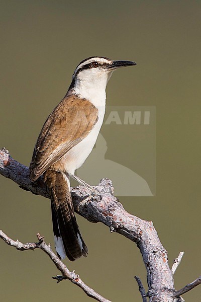 Bicolored Wren (Campylorhynchus griseus) perched in a bush. It is the largest South American wren and second in size only to the giant wren overall for the family. stock-image by Agami/Dubi Shapiro,