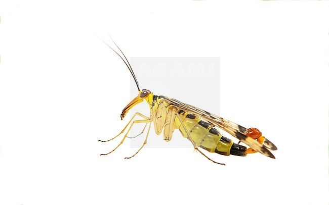 Common scorpionfly, Panorpa communis stock-image by Agami/Wil Leurs,