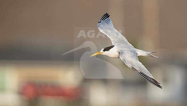 Elegant Tern (Thalasseus elegans) adult in flight stock-image by Agami/Ian Davies,