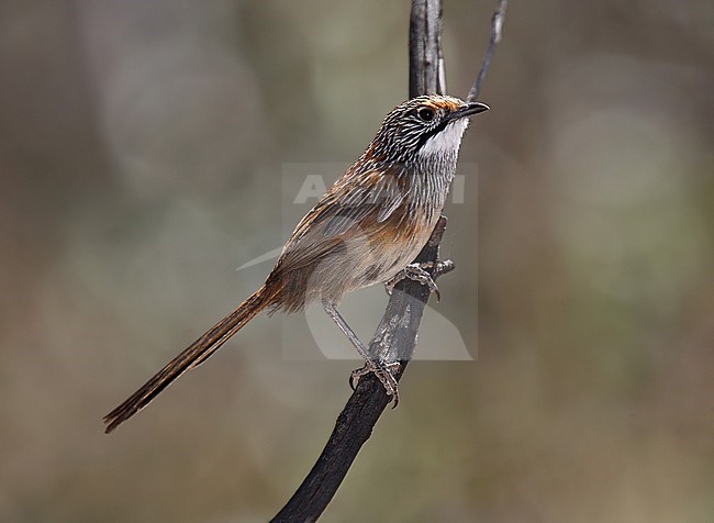 Striated Grasswren, Amytornis striatus, in outback of Australia. stock-image by Agami/Andy & Gill Swash ,