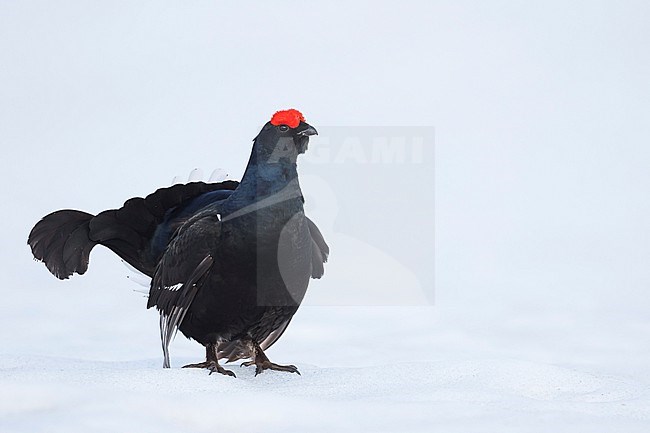 Adult male Black Grouse (Lyrurus tetrix tetrix) at a lek in Germany during early spring with lots of snow. stock-image by Agami/Ralph Martin,
