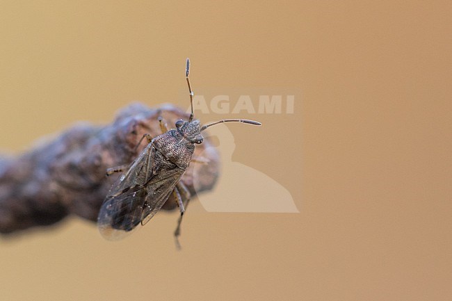 Nysius ericae, Germany (Baden-Württemberg), imago stock-image by Agami/Ralph Martin,