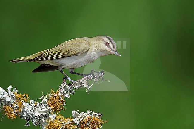 Adult Red-eyed Vireo (Vireo olivaceus) perched on a small twig during spring migration, against a green natural background, in Galveston County, Texas, USA. stock-image by Agami/Brian E Small,