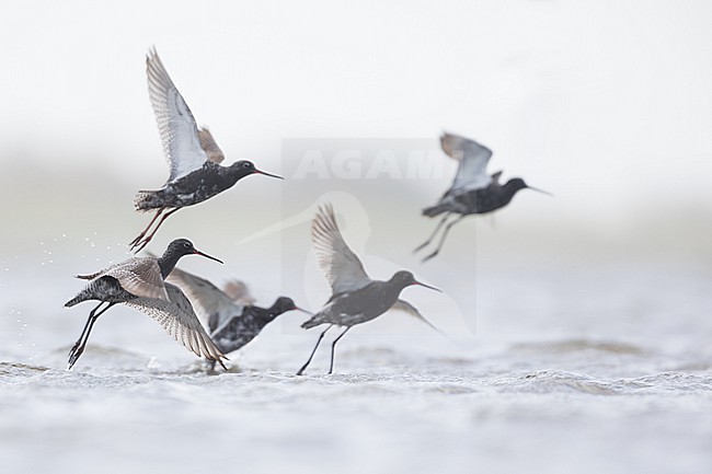 Spotted Redshank - Dunkler Wasserläufer - Tringa erythropus, Germany (Schleswig-Holstein), adult stock-image by Agami/Ralph Martin,
