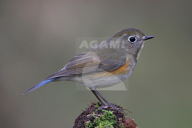 Red-flanked Bluetail, Blauwstaart, Luscinia cyanura stock-image by Agami/Chris van Rijswijk,