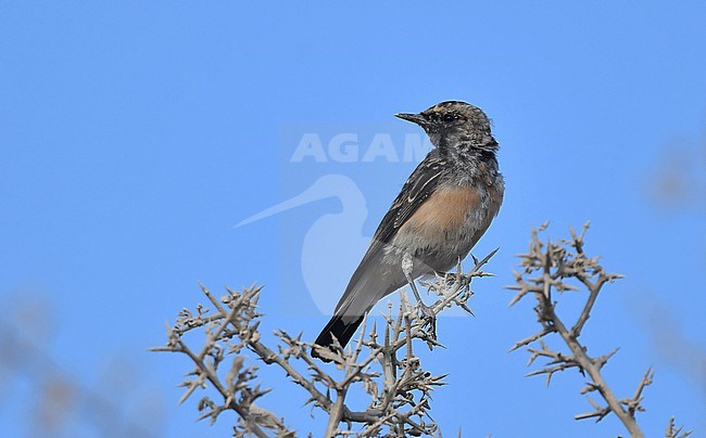Oenanthe cypriaca, Cyprus Wheatear stock-image by Agami/Eduard Sangster,