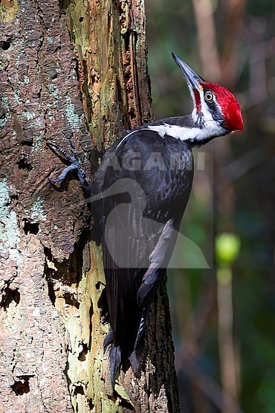 A stunning male Pileated Woodpecker is working its way along a tree trunk in the Pacific Spirit Park in Vancouver, British Colombia, Canada. stock-image by Agami/Jacob Garvelink,