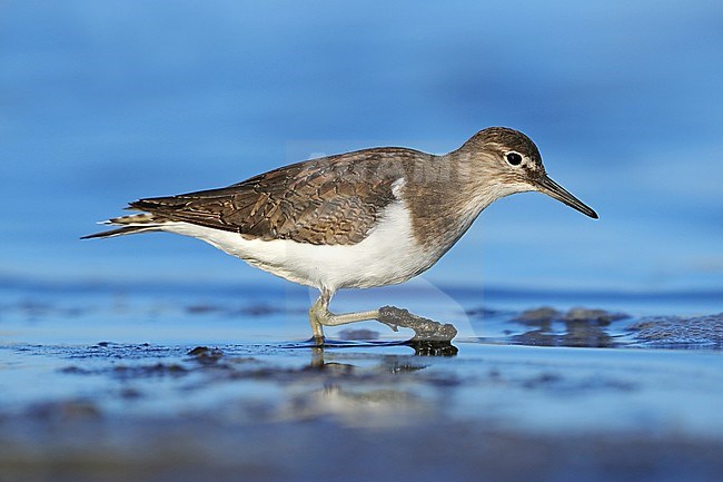 Common Sandpiper (Actitis hypoleucos) at Hyères, France. Standing on the beach, seen from the side. stock-image by Agami/Aurélien Audevard,