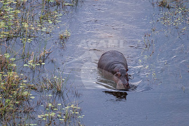 An aerial view of an hippopotamus, Hippopotamus amphibius, walking in the Okavango delta floodplains. Okavango Delta, Botswana. stock-image by Agami/Sergio Pitamitz,