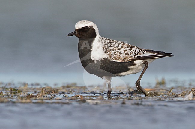 Zilverplevier; Grey Plover (Pluvialis squatarola) in a mudflat in Alberta, Canada. stock-image by Agami/Glenn Bartley,