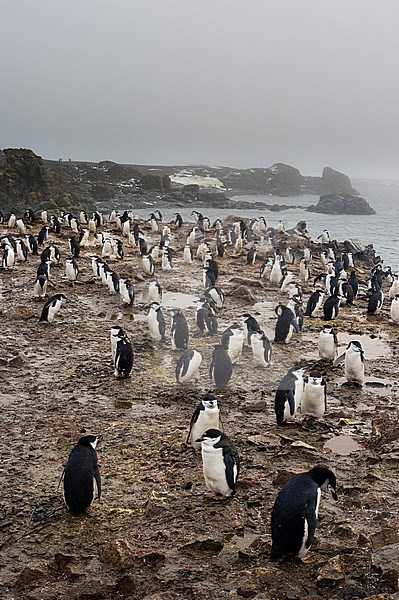 A chinstrap penguin colony, Pygoscelis antarcticus, Half Moon Island, Antarctica. Antarctica. stock-image by Agami/Sergio Pitamitz,