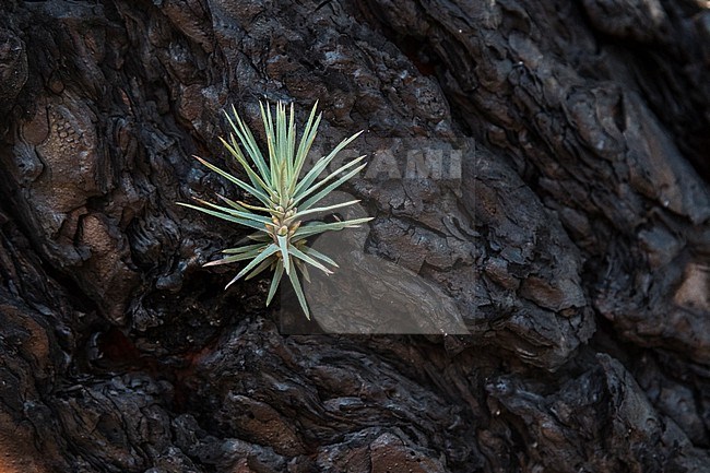 Detail of a burned Canary pine tree. La Palma Island, Canary Islands, Spain. stock-image by Agami/Sergio Pitamitz,