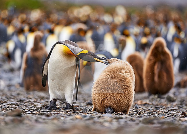 Adult King Penguin (Aptenodytes patagonicus) interacting with a young 
