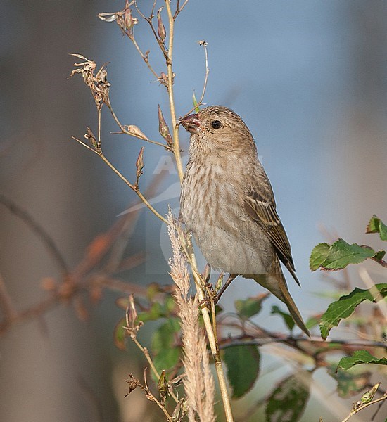 First-winter Common Rosefinch (Carpodacus erythrinus) foraging on small seeds on the Dutch Wadden island Vlieland. Scarce autumn migrant in the Netherlands. stock-image by Agami/Arnold Meijer,