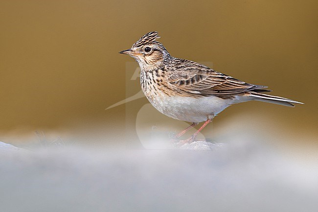 Eurasian Skylark, Alauda arvensis, in Italy. stock-image by Agami/Daniele Occhiato,