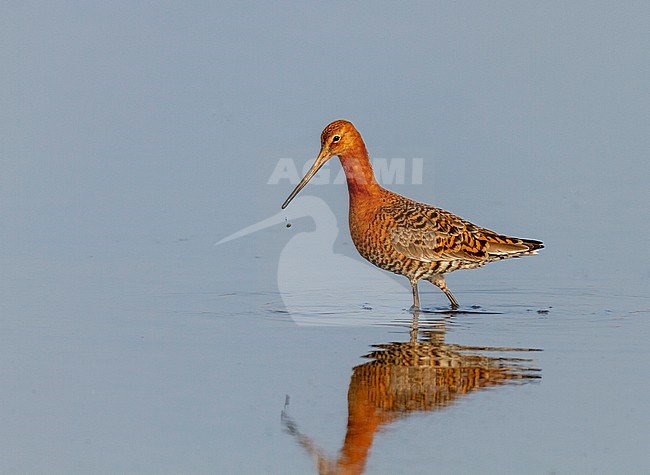 Adult male Icelandic Black-tailed Godwit (Limosa limosa islandica), Cley, Norfolk, during spring migration. Wading through shallow water. stock-image by Agami/Steve Gantlett,