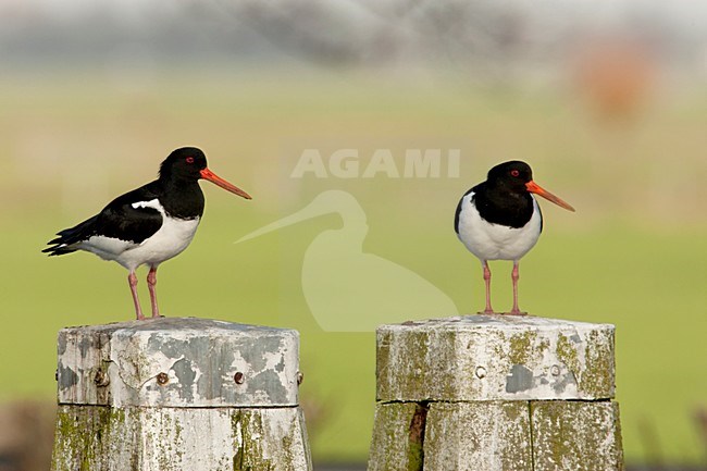Scholeksters op meerpaal Nederland, Eurasian Oystercatchers on mooring post Netherlands stock-image by Agami/Wil Leurs,
