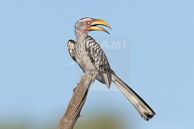 Southern Yellow-billed Hornbill (Lamprotornis leucomelas), adult perched on a dead branch, Mpumalanga, South Africa stock-image by Agami/Saverio Gatto,