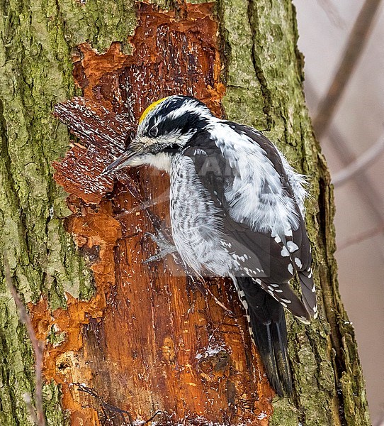 Male adult Eurasian Three-toed Woodpecker eating on a tree near Espoo, Finland. February 2013. stock-image by Agami/Vincent Legrand,