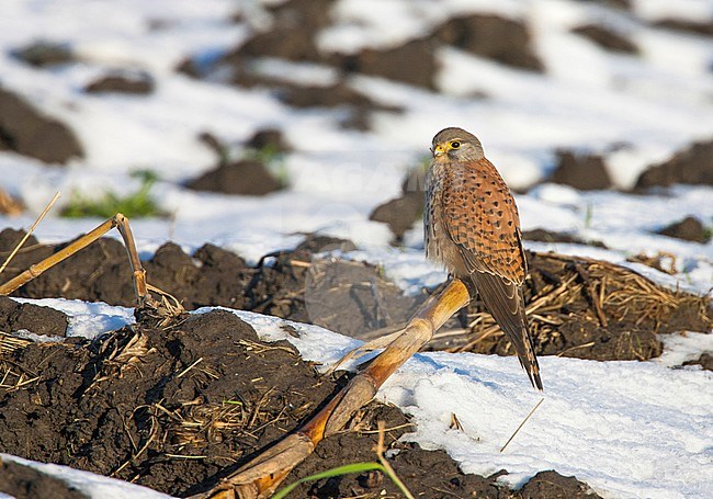 Torenvalk zittend op tak; Common Kestrel perched on branch stock-image by Agami/Menno van Duijn,