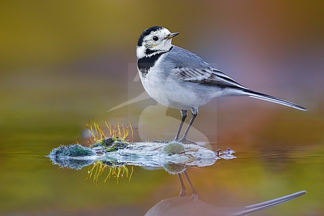 White Wagtail (Motacilla alba) in Italy. stock-image by Agami/Daniele Occhiato,