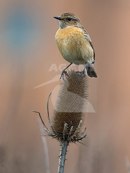 Wintering female European Stonechat (Saxicola rubicola) in Italy. stock-image by Agami/Daniele Occhiato,