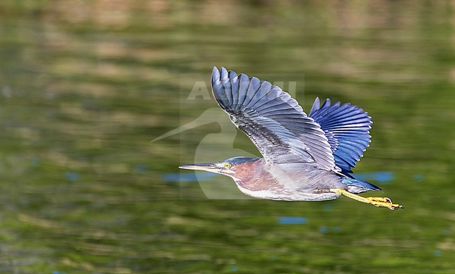 Wintering Green Heron, Butorides virescens, on Bermuda. stock-image by Agami/Marc Guyt,