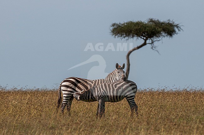 A common or plains zebra colt, Equus quagga, nursing from its mother. Masai Mara National Reserve, Kenya. stock-image by Agami/Sergio Pitamitz,