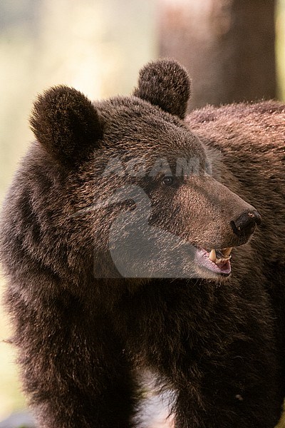 Portrait of a European brown bear, Ursus arctos, in the forest. Notranjska forest, Inner Carniola, Slovenia stock-image by Agami/Sergio Pitamitz,