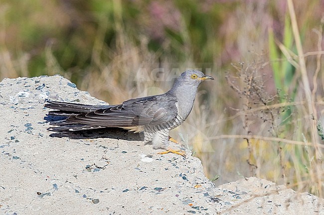 Probable male Eastern Common Cuckoo perched on a stone in Atyrau, Kazakhstan. May 30, 2017. stock-image by Agami/Vincent Legrand,