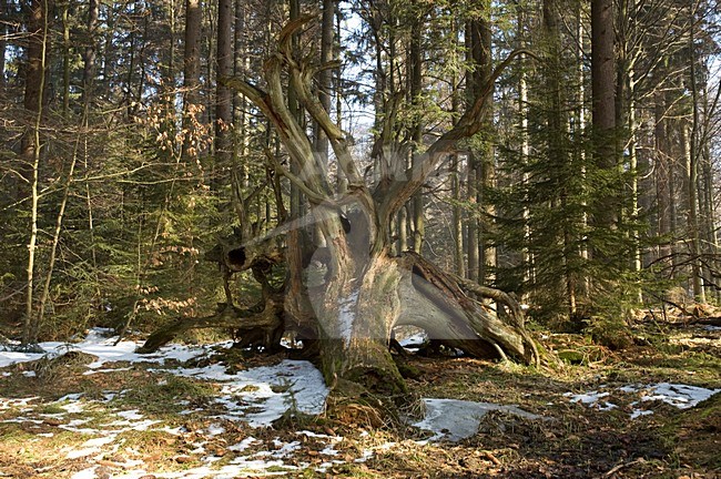 Bayerische Wald, in de winter; Bayerische Wald, in winter stock-image by Agami/Han Bouwmeester,