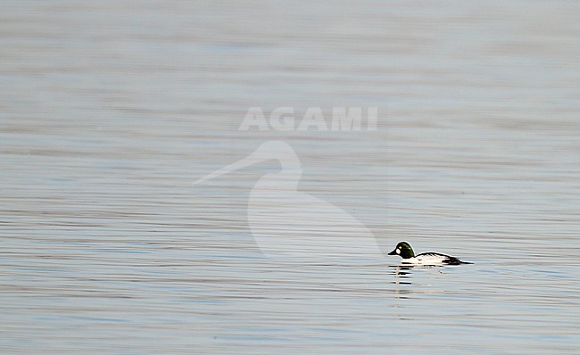 Common Goldeneye - Schellente - Bucephala clangula ssp. clangula, Switzerland, adult male stock-image by Agami/Ralph Martin,