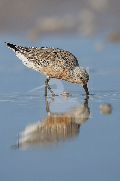 Adult in transition to breeding
Pinellas Co., FL
April 2007 stock-image by Agami/Brian E Small,