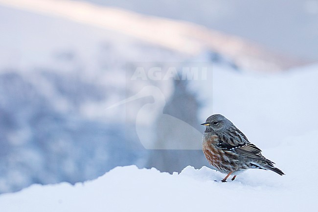 Alpine Accentor - Alpenbraunelle - Prunella collaris ssp. collaris, Switzerland, adult stock-image by Agami/Ralph Martin,