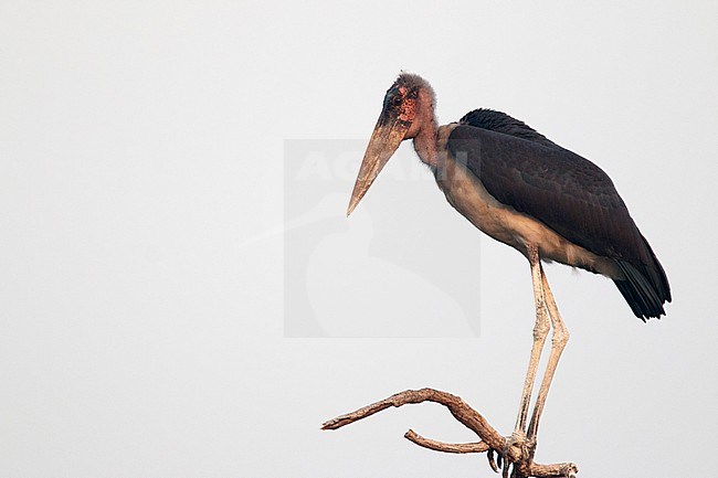 Marabou Stork (Leptoptilos crumenifer) in Ethiopia. stock-image by Agami/Ian Davies,